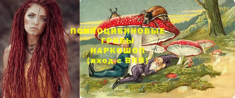 Псилоцибиновые грибы прущие грибы  Звенигово 